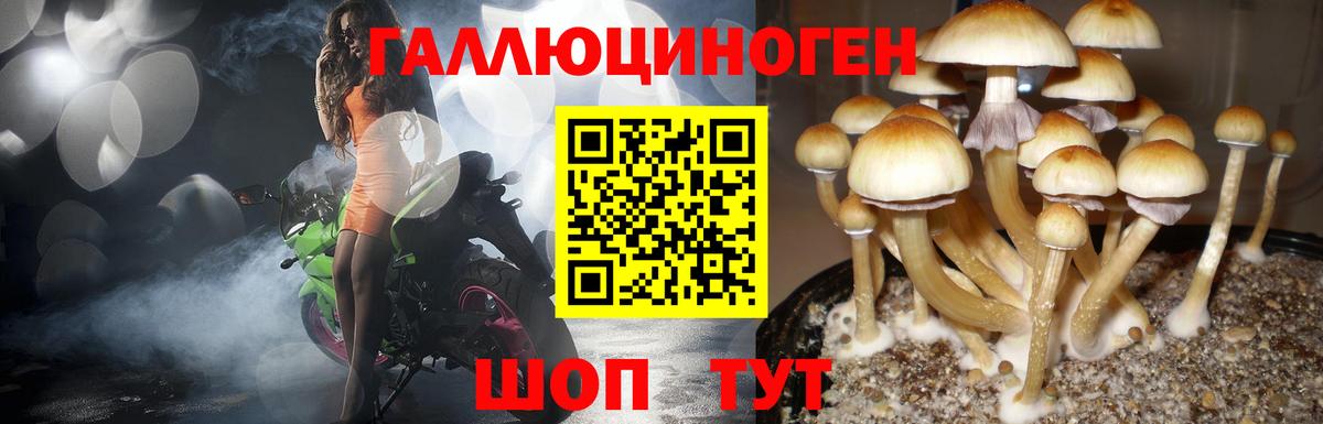 Псилоцибиновые грибы Psilocybe Люберцы